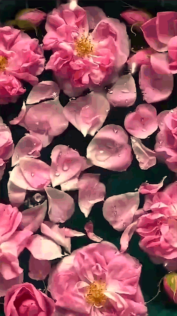 Rose Perfumes